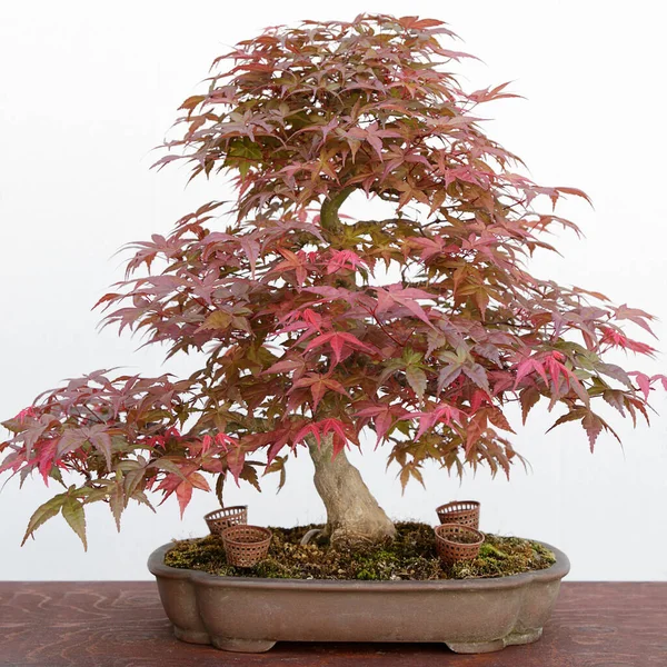 Japon akçaağacı (Acer Palmatum) bonsai beyaz üzerine izole edildi