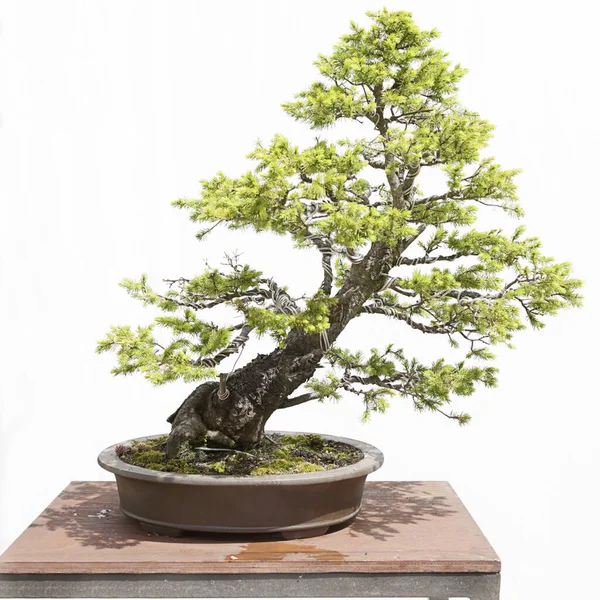 White spruce (picea glauca) bonsai on a wooden table and white background — Stock Image White Spruce Picea Glauca Bonsai Wooden Table White Background Royalty Free Stock Photos