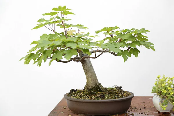 Norway maple (acer platanoides) bonsai on a wooden table and white background — Stock Image Norway Maple Acer Platanoides Bonsai Wooden Table White Background Royalty Free Stock Photos