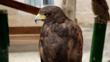 Harris 'in şahini (parabuteo unicinctus) bir hancıya tünedi.
