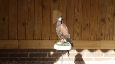 Harris 'in şahini (parabuteo unicinctus) bir hancıya tünedi.