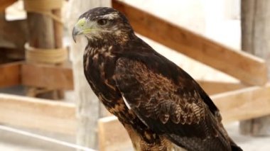 Siyah göğüslü akbaba-kartal (Geranoaetus melanoleucus) yapay bir hancıya tünemiştir.