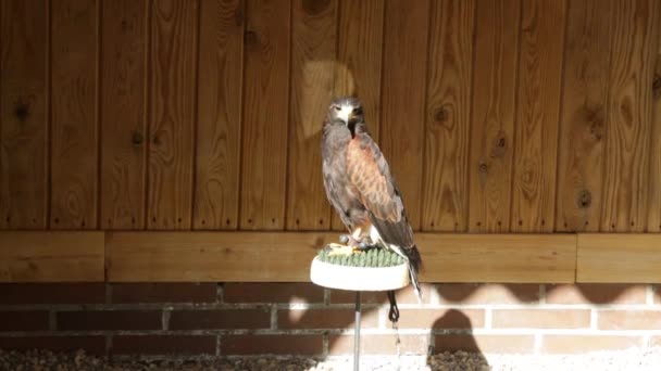 Harris Hawk Parabuteo Unicinctus Perched Innkeeper — Stock Video