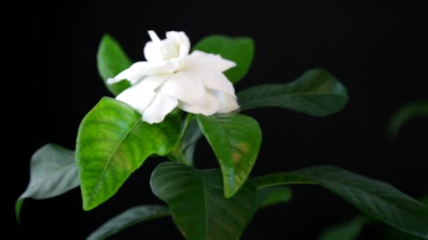 Biały Kwiat Gardenii Czarnym Tle — Wideo stockowe
