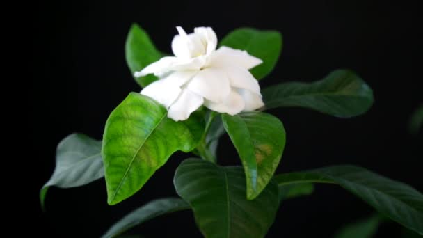 Fiore Gardenia Bianco Sfondo Nero — Video Stock