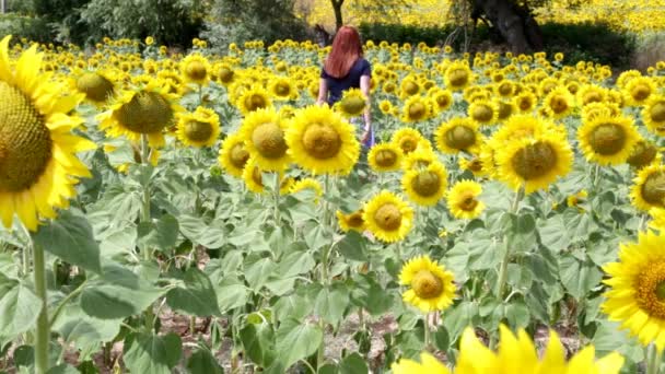 Röd Hårig Kvinna Går Genom Ett Solrosfält Sommardag — Stockvideo