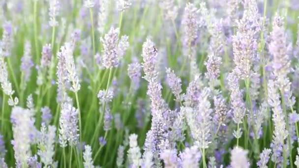 8 004 ラベンダーの花 Videos Royalty Free Stock ラベンダーの花 Footage Page 5 Depositphotos