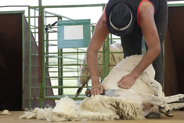 Man Scheren Van Een Churra Schaap Een Oud Iberisch Ras — Stockfoto