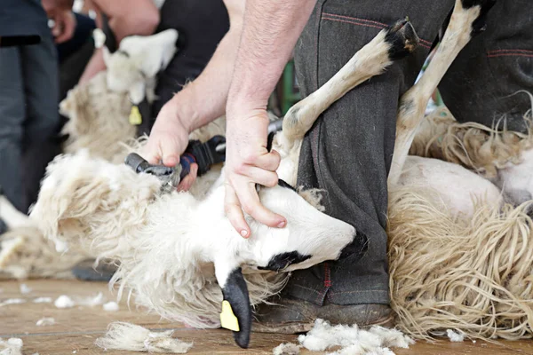 Man Scheren Van Een Churra Schaap Een Oud Iberisch Ras — Stockfoto