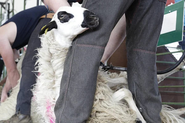 Plusieurs Hommes Cisaillant Des Moutons Churra Une Ancienne Race Ibérique — Photo