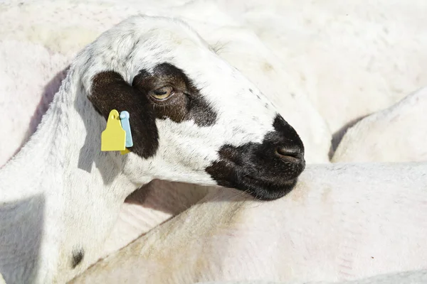 Churra Koyunları Kastilya Leon Spanya Dan Eski Bir Ber Irkı — Stok fotoğraf