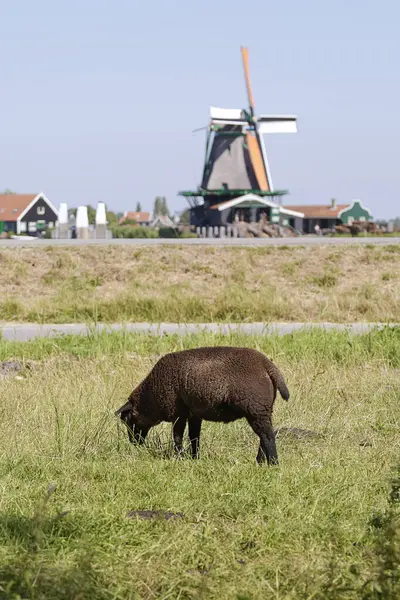 Çayırda Otlayan Kara Koyun Arka Planda Zaanse Schans Köyünün Yel — Stok fotoğraf