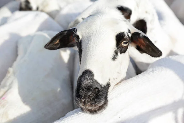 Kudde Schapen Van Het Churra Ras Een Oud Iberisch Ras — Stockfoto