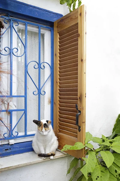 Cat Sitting Window Ledge Anafiotika Neighborhood Plaka Athens — Stock Photo, Image