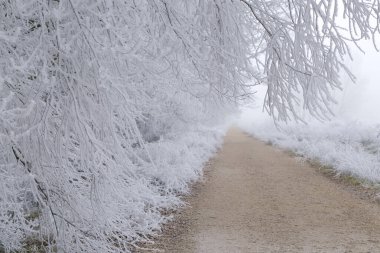Kış sahnesinde toprak bir yol ve sisli ağaçlarla kaplı bir sıra