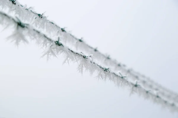 Buz Kristalleriyle Kaplı Donmuş Metal Çitler — Stok fotoğraf