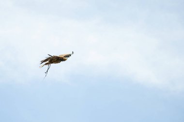 Uçan Esir Altın Kartal (aquila chrysaetos)