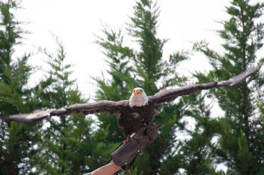 Kel Kartal (haliaeetus leucocephalus) bir şahinin ellerinde