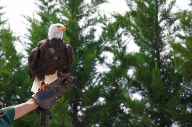 Kel Kartal (haliaeetus leucocephalus) bir falcone 'un ellerinde