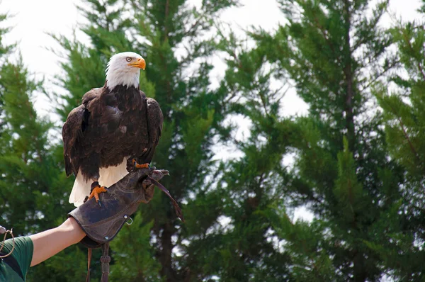 Kel Kartal (haliaeetus leucocephalus) bir falcone 'un ellerinde
