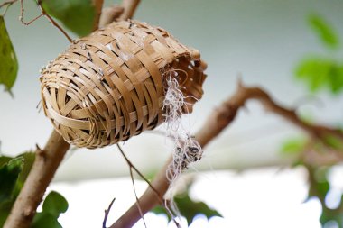Bir dala asılı saman kuş yuvası