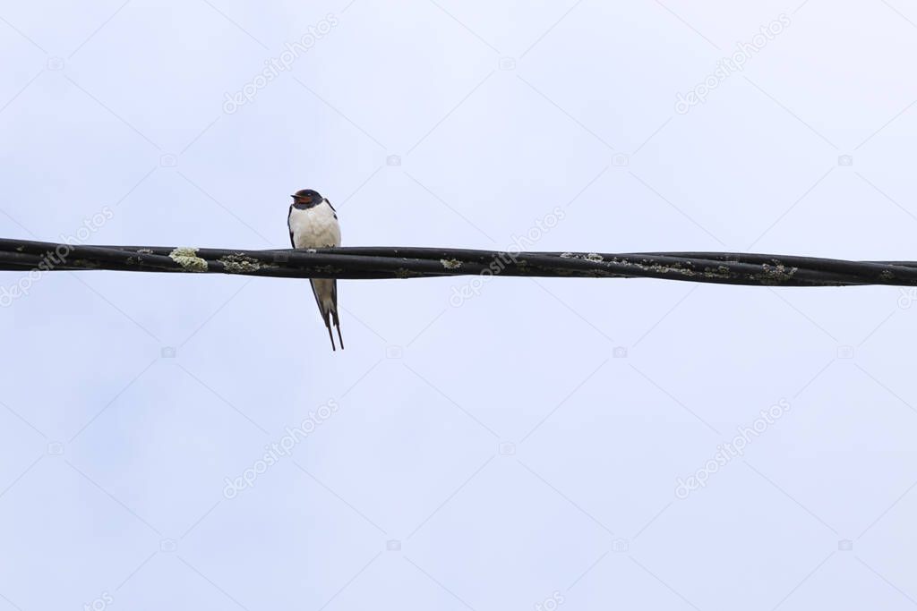 One swallow (Hirundo rustica) perched on a wire