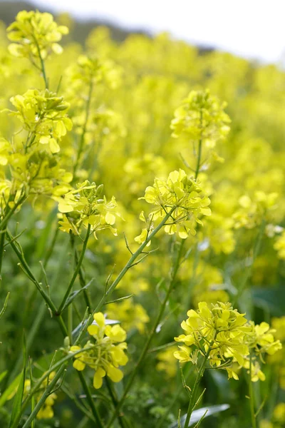 Blommande Rapsfrön Blommor Närbild — Stockfoto