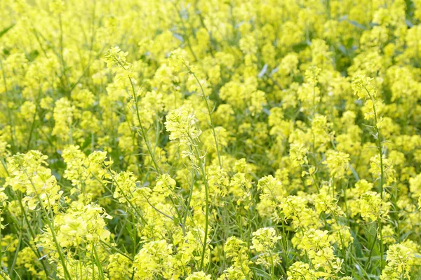 フィールド上の黄色の菜の花 — ストック写真