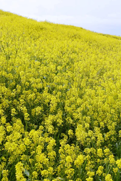 Желтые Рапсовые Цветы Поле — стоковое фото