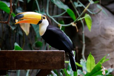 Toco Toucan (Ramphastos toco), bilinen adıyla tukan veya dev tukan yiyeceği.