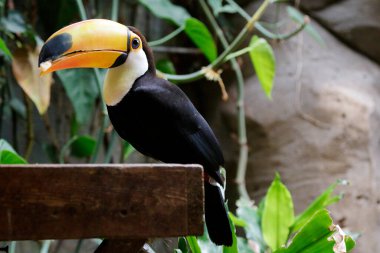 Toco Toucan (Ramphastos toco), Tukan veya Dev Tukan yiyeceği olarak da bilinir.