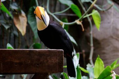Toco Toucan (Ramphastos toco), Tukan veya Dev Tukan dinlenme yeri olarak da bilinir.
