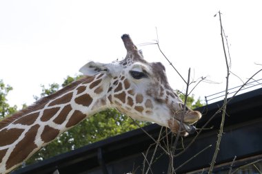 Esir zürafa bir ağaç yemliğinden besleniyor.