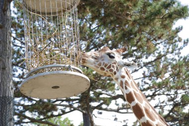 Esir zürafa bir ağaç yemliğinden besleniyor.