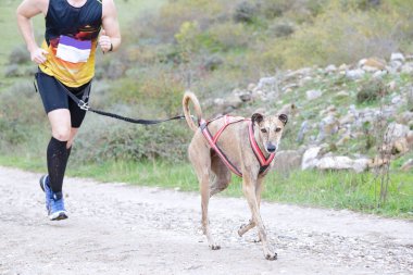 Bir adam kanikros yarışmasında köpeğiyle hızlı koşuyor.