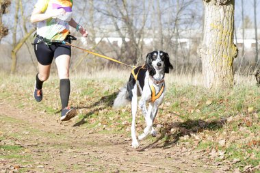 Köpek ve kadın kanikros yarışına katılıyor.