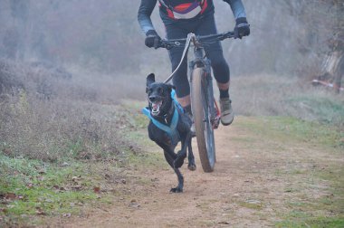 Bulutlu bir günde kanikros yarışı sırasında köpeğiyle dağ bisikletinde koşan bir adam.