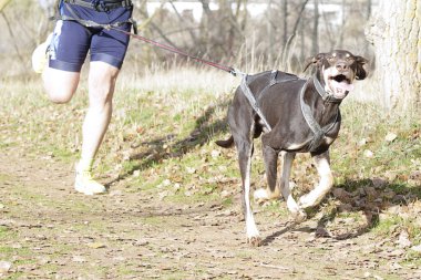 Bir adam kanikros yarışmasında köpeğiyle hızlı koşuyor.