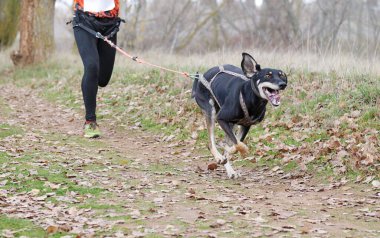 Bir adam kanikros yarışmasında köpeğiyle hızlı koşuyor.
