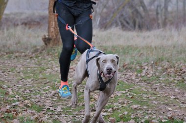Bir adam kanikros yarışında köpeğiyle koşuyor.