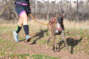 Bir kanikros yarışmasında hızlı koşan bir kadın.