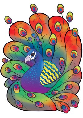 Gökkuşağı Renklerindeki Tavuskuşu