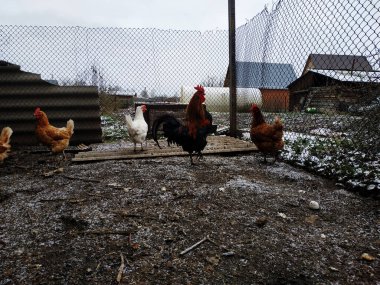 Horoz arka bahçede.