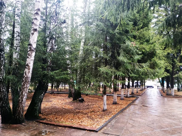 Árvores Outono Folhas Caídas Parque — Fotografia de Stock