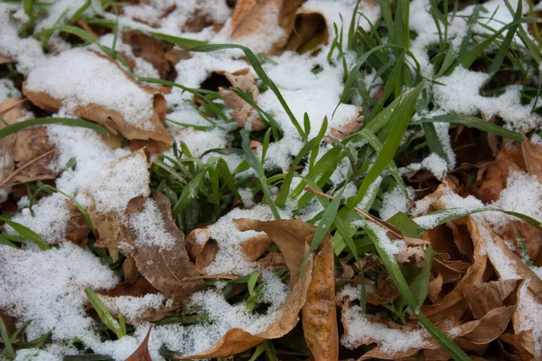 Erster Schnee Und Herabgefallenes Laub Auf Dem Grünen Rasen — Stockfoto