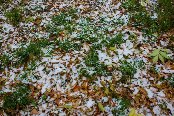 First Snow Fallen Leaves Green Lawn — Stock Photo, Image