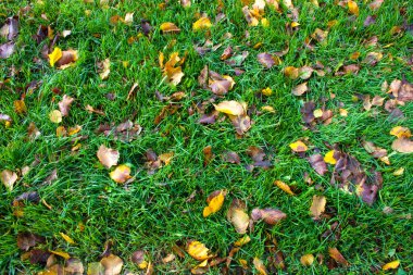 Düşen yapraklar güneşte yeşil bir çimenlikte
