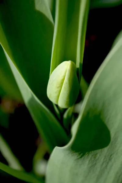 Brote Tulipán Sin Abrir Entre Las Hojas — Foto de Stock