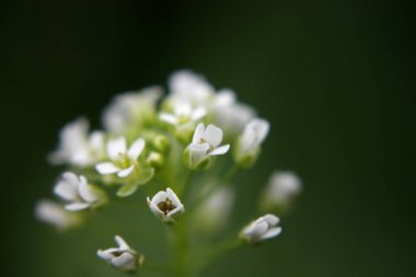 Baharın başlarında çekilen beyaz çiçekler