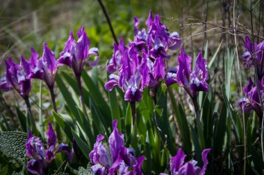 Mayısta bozkırda açan mor süsen çiçekleri
